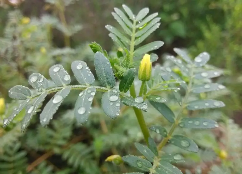 China Supplier Wholesale Testosterona Powder Biji Tribulus Terrestris