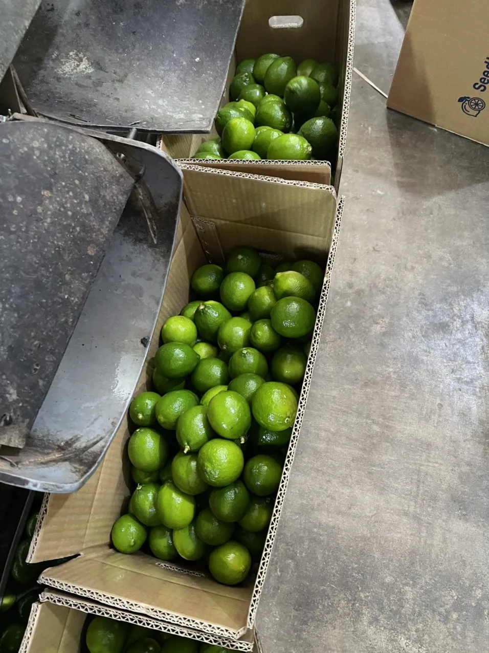 Хорошее качество 2022 свежий без семян Лайма из Вьетнама зеленый кислый лайм натуральные свежие цитрусовые свежие-WS 0084 989 322