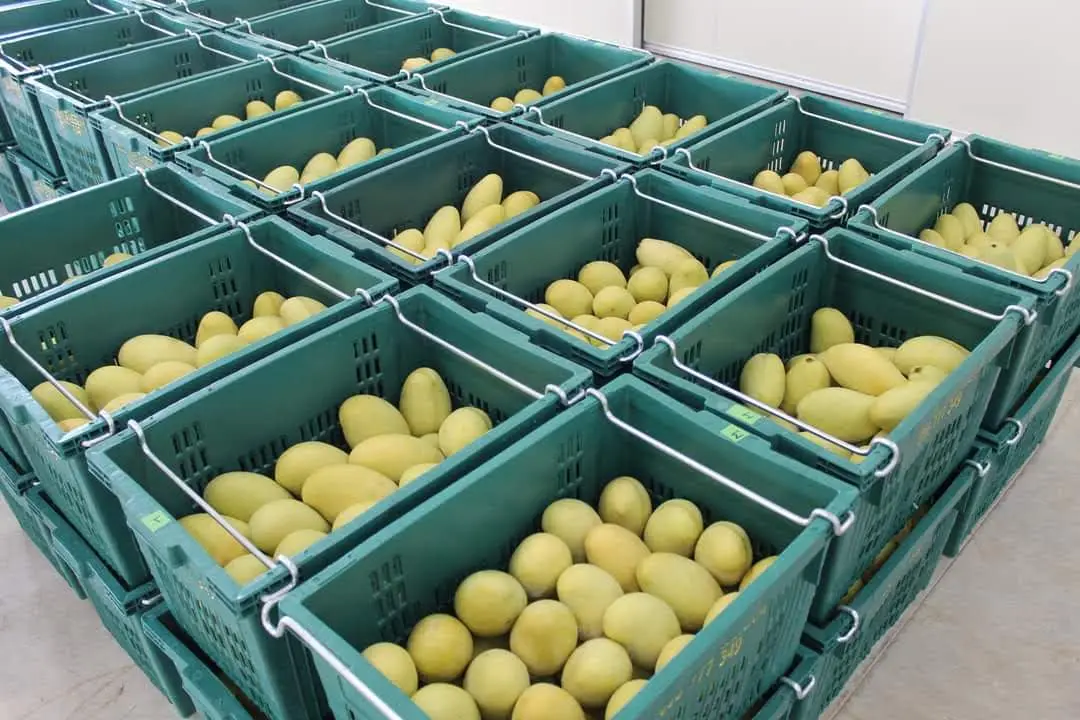 Best Price The Exporter Fresh Mango Have Carton Packaging Best Recommend From Vietnam