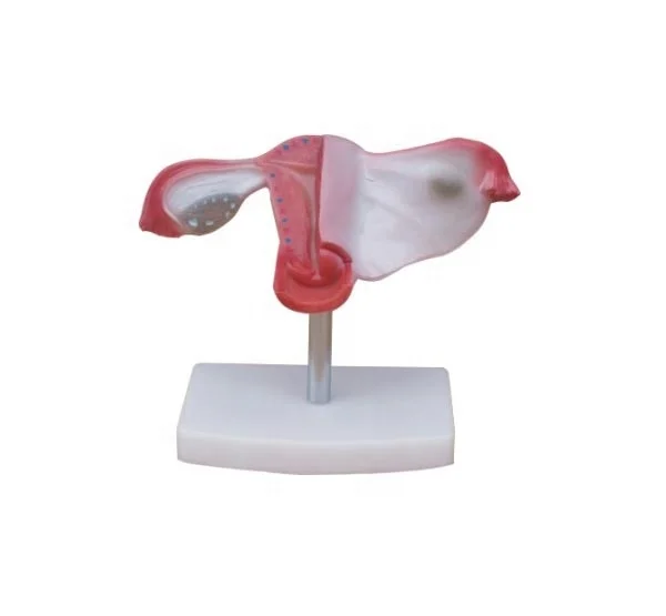 Natural Uterus Model Hospital school medical teaching anatomical uterus 3D modeling