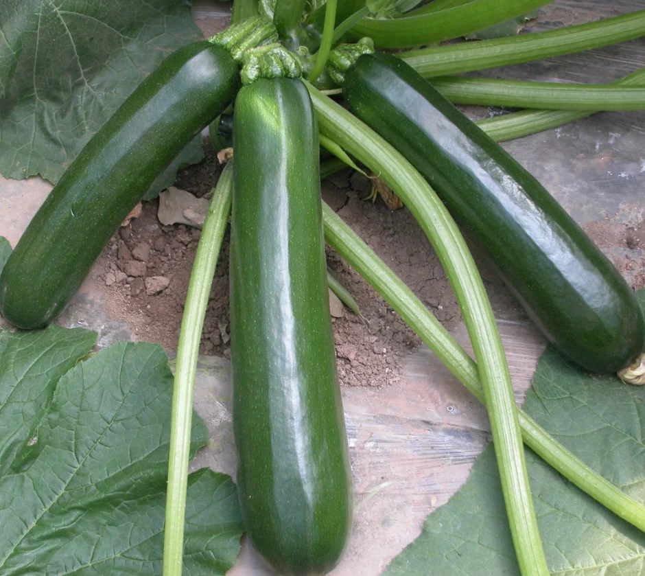 Ying Dark Green  F1 Hybrid Squash Seeds Vegetable Cucurbita pepo Seeds for planting