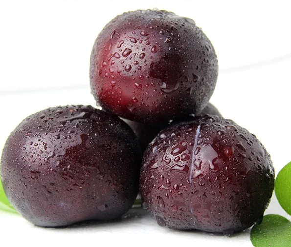 
Fresh Plum 