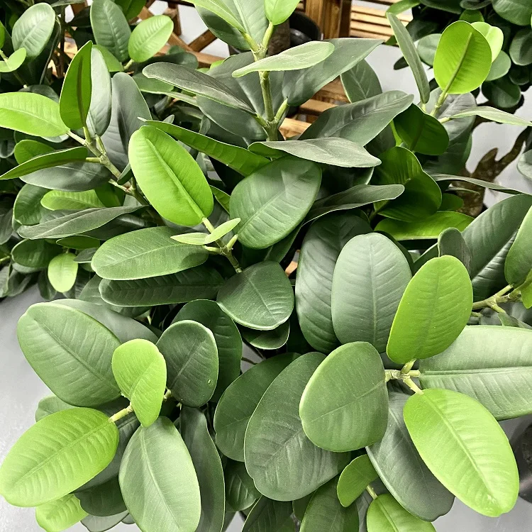 120cm Artificial Garcinia Tree Ball With Plastic Trunk Customized Art Style