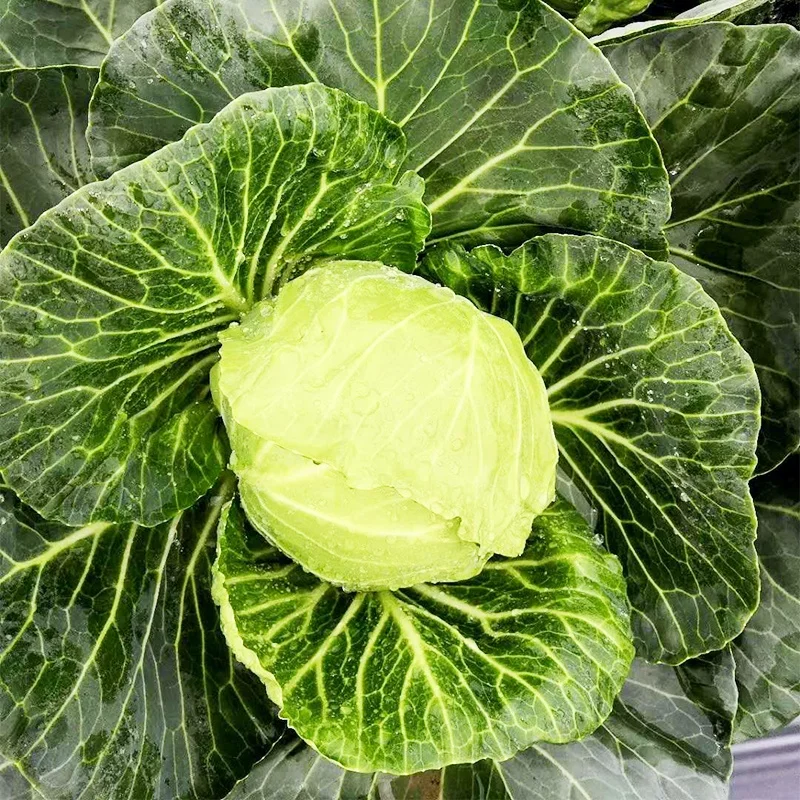 
Asian high-yield hybrid cabbage seeds from China vegetable seeds 