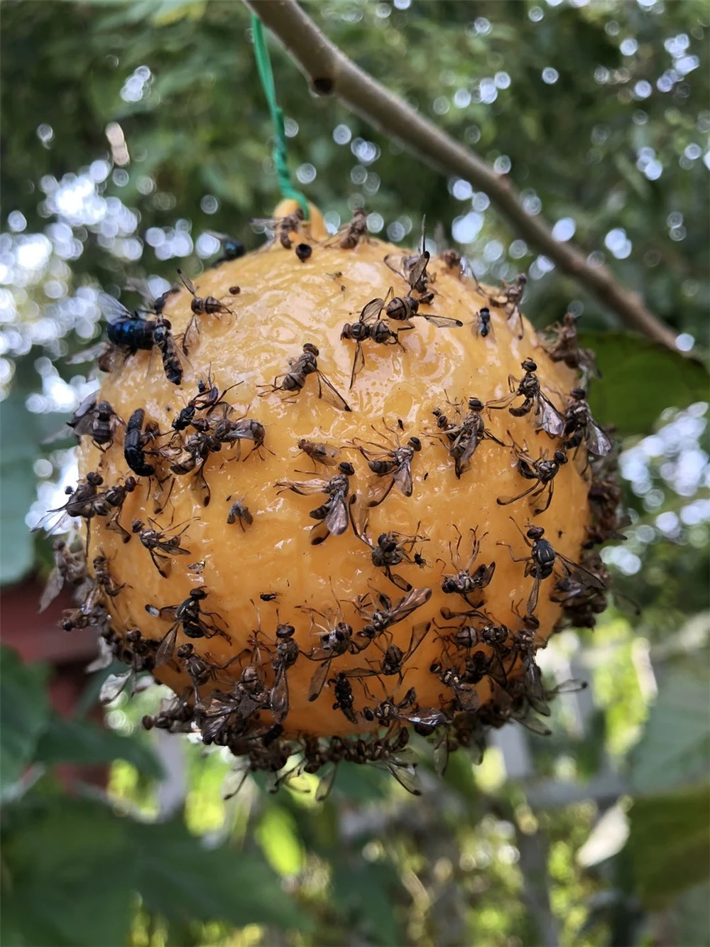 Outdoor Disposable Hanging Fly Trap ball Fruit Fly Catcher Sticky FLY Trap