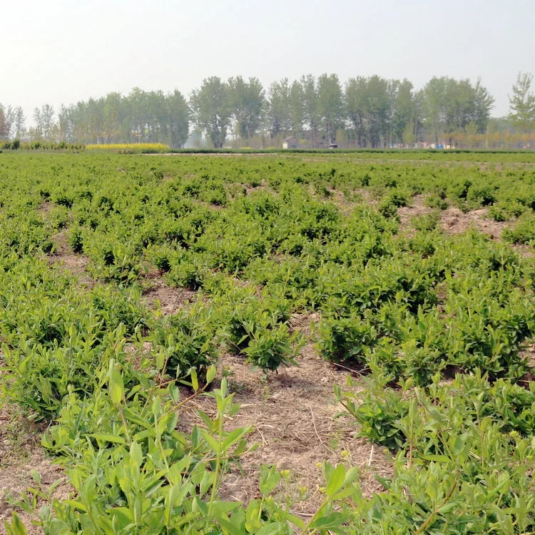 Seeding divied cuttage layer white yellow red color flower lonicera japonica plants