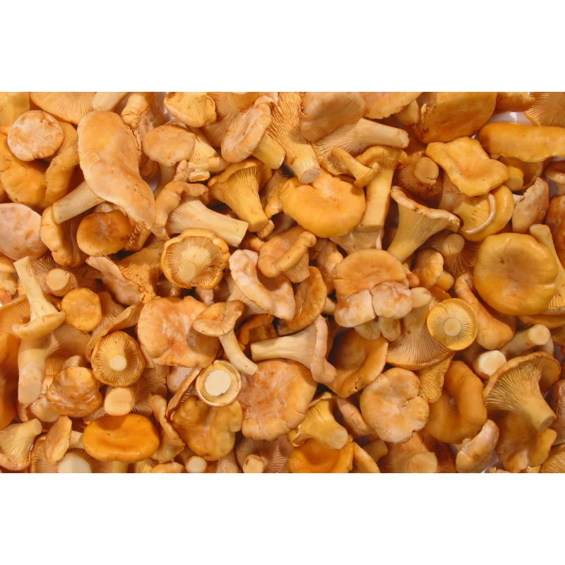 Eco-Friendly Bright Yellow-Orange Prepacking Chanterelles Fresh (Cantharellus Cibarius) Wild Mushrooms