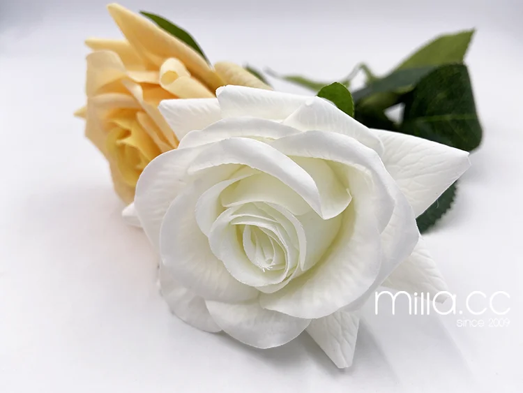 white single rose