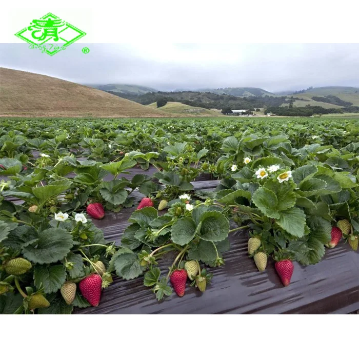 Plastic mulch film for strawberry planting