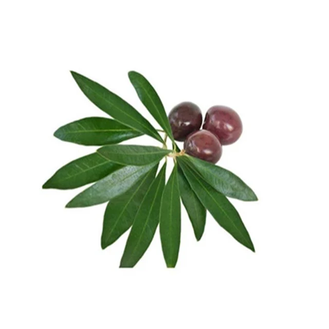
free sample olive leaf extract 40% oleuropein in bulk 