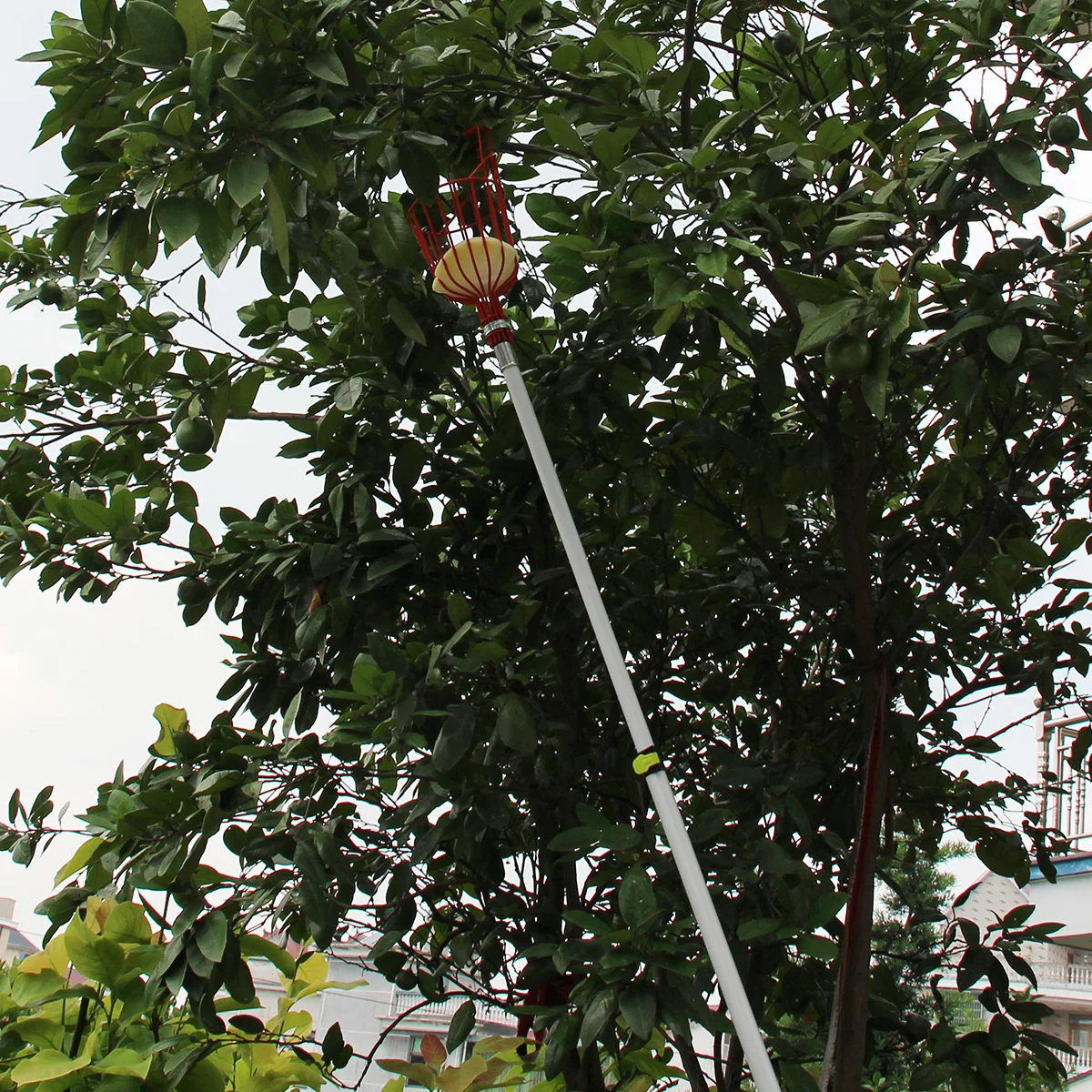 Extentool fruit picker pole garden pluck tool telescopic extention pole