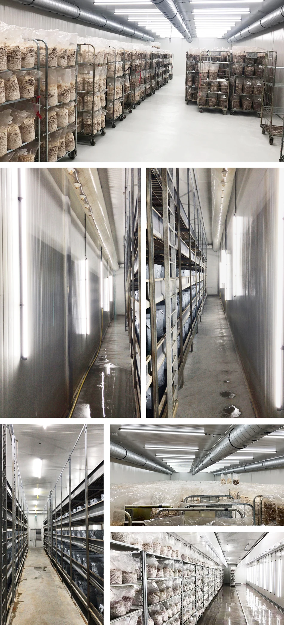 T14 waterproof 6500K tube lamp led grow light full spectrum waterproof mushroom led lighting