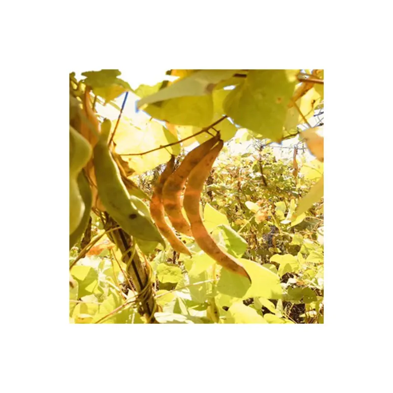 
dried white kidney beans wiht High quality best price 