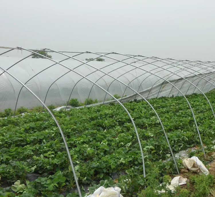 Single-Span Arch Type Tunnel Greenhouse with Fog Sprayer for Fruit or Leafy Vegetables/Seed Breeding