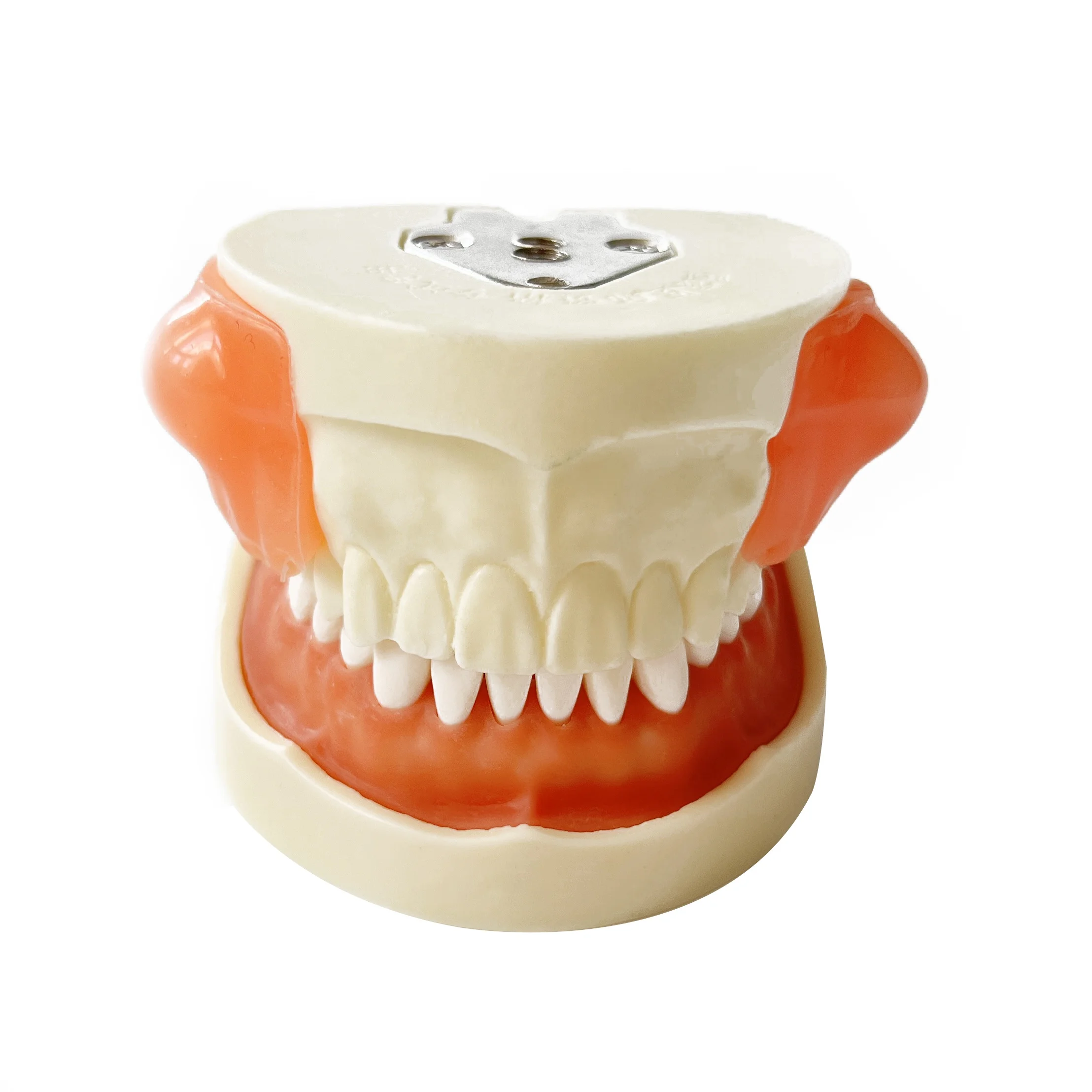 Teaching resources of maxillary and mandibular teeth teaching model