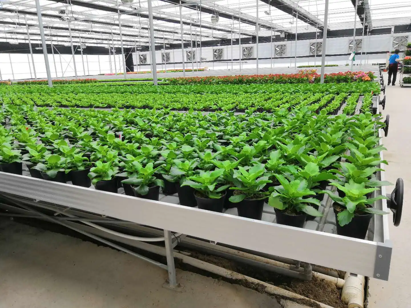Greenhouse rolling benches