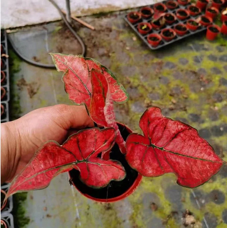 
Ornamental plant bonsai Caladium bicolor red sun 