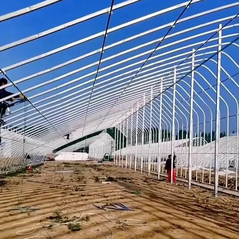 Agricultural PE Film Cover Steel and Plastic Construction Large Multi-Span Tomato Vegetable Tunnel Solar Greenhouse
