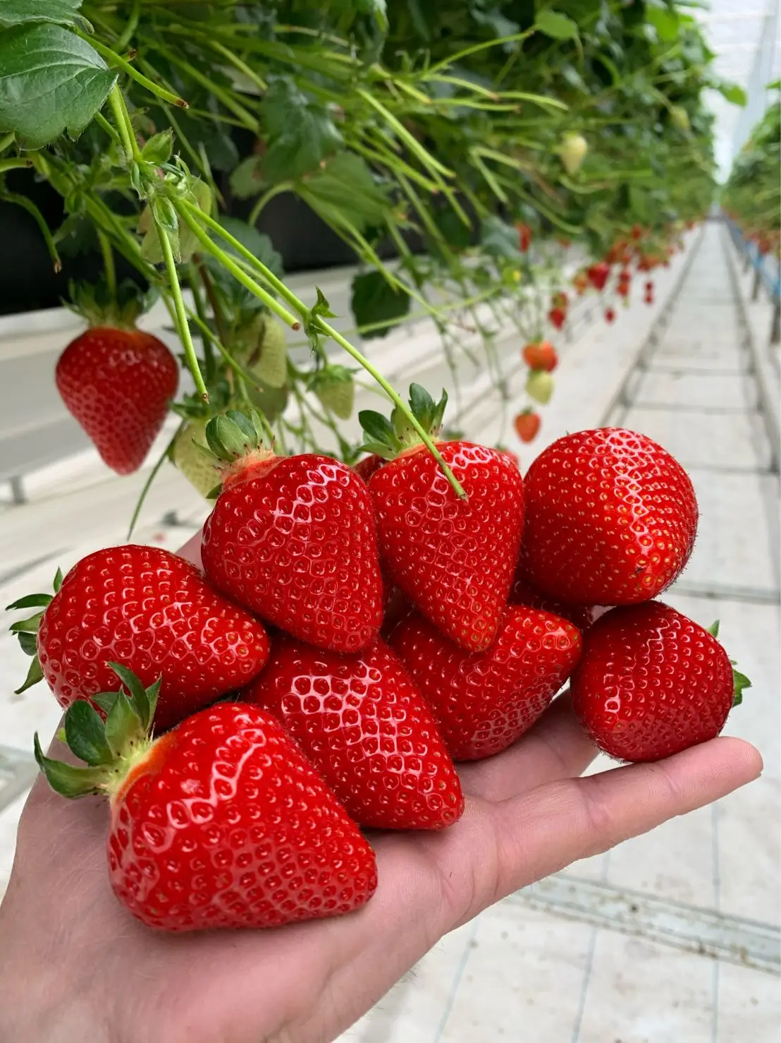 Good Flavor Red Strawberry Seeds for Sale