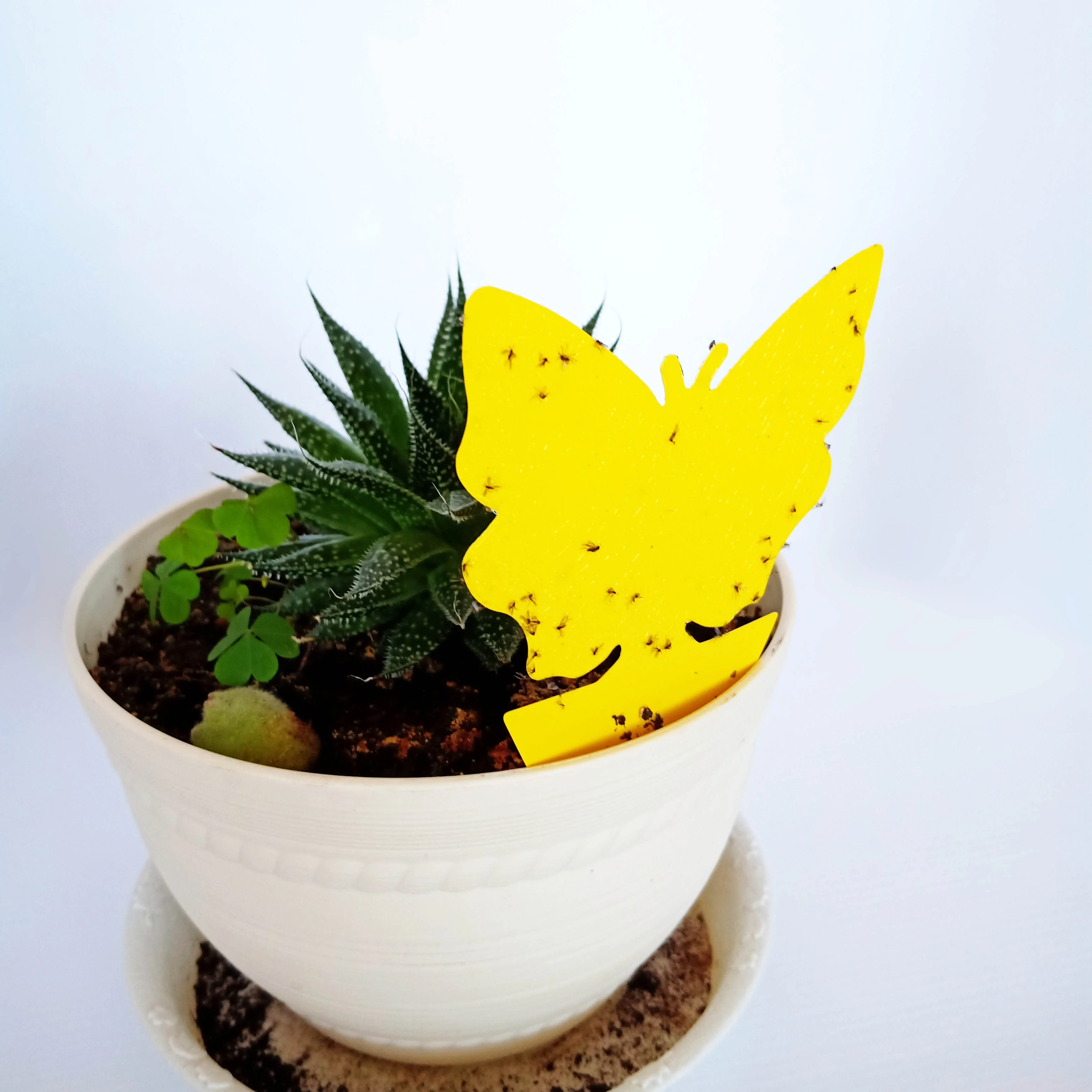 BUTTER FLY SHAPE YELLOW GLUE TRAP, FLYING INSECTS GLUE TRAP FOR FLOWER POTS, HANGING GLUE TRAP