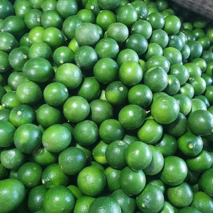 TOP SELLER IN VIETNAM 2020 LIME/ FRESH LEMON/ FRESH SEEDLESS