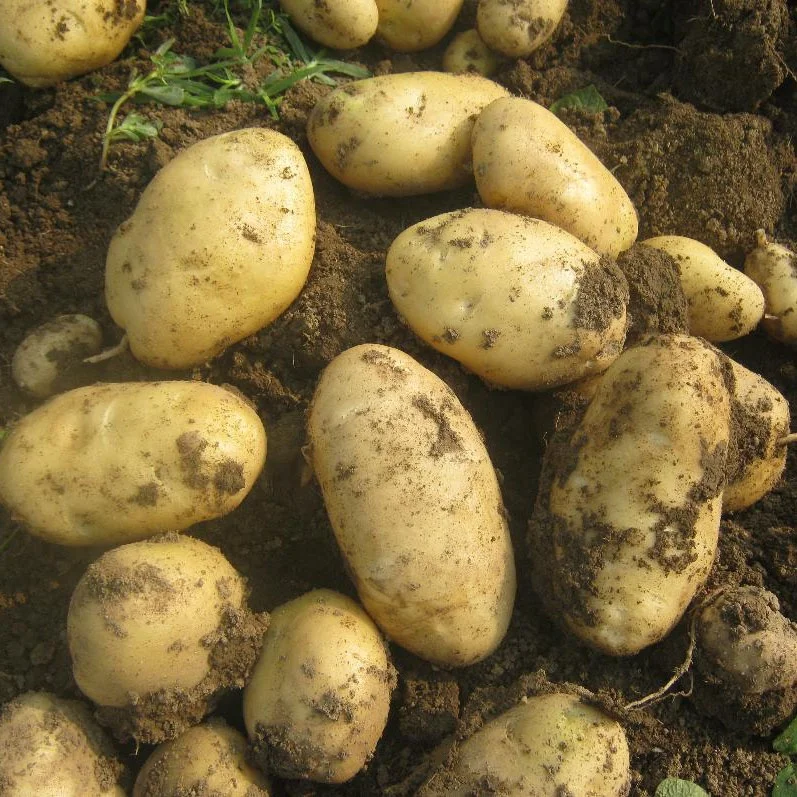2021 chinese  fresh new potatoes patato