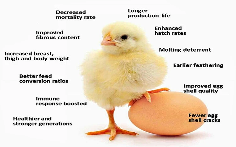 
Feed Grade Vitamins Vitamin Premix for Livestock and Poultry growth with feed additives to increase eggs production 