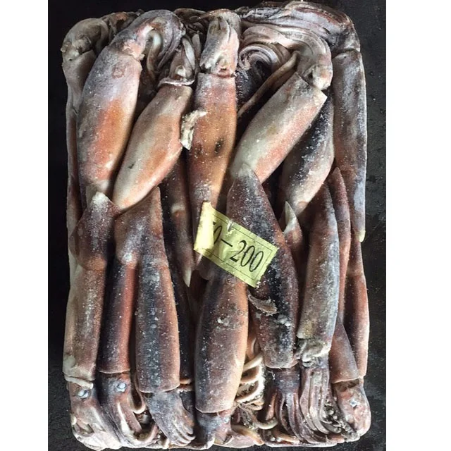 Illex Frozen Whole Round Squid