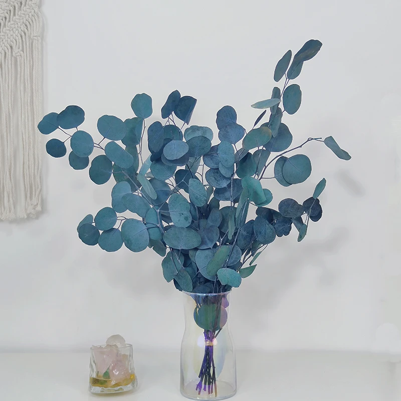 Dried Preserved Eucalyptus Stems Natural Silver Dollar Leaves Real Fresh Eucalyptus Plant Branches wreath home wedding decor