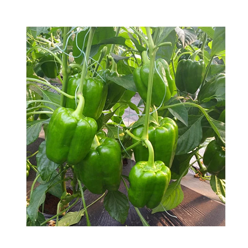 
From France, high-yielding hybrid big fruit green pepper pepper seeds 