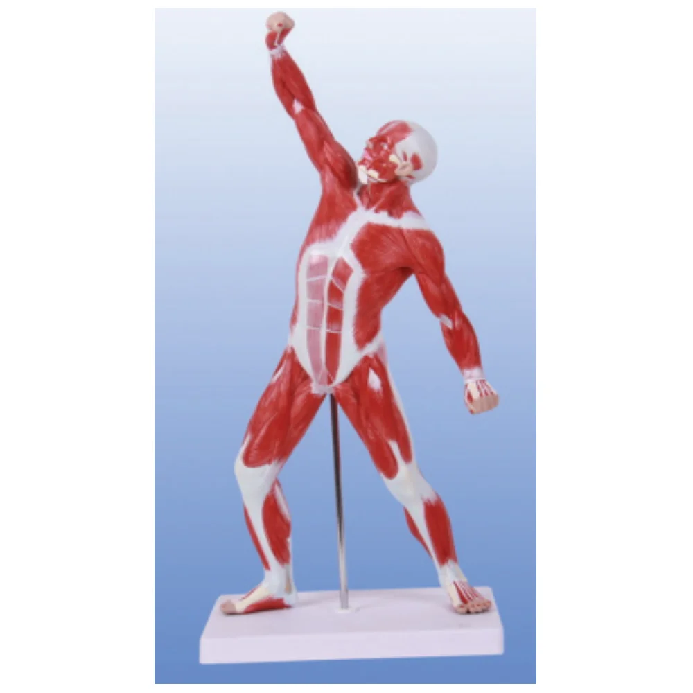 BIX-A1099 High Quality and Clear Display and Look Real 50 cm Human Exercise Muscle Anatomy Model