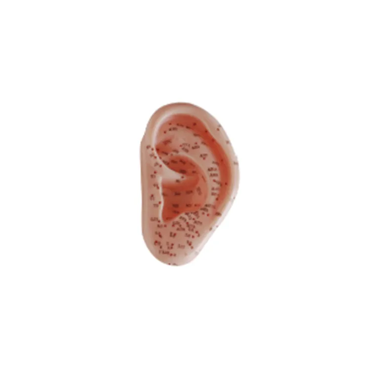Human 13CM Meridians Model Ear Acupuncture Points