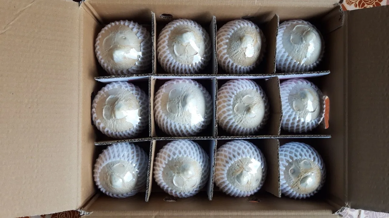 Высококачественный свежий кокос с картонной упаковкой помогает улучшить вашу кожу экспорт из Вьетнама