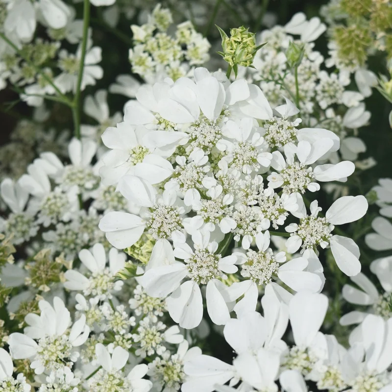 
Hot sale suitable seed flower potted Lace Flower white flower seeds 