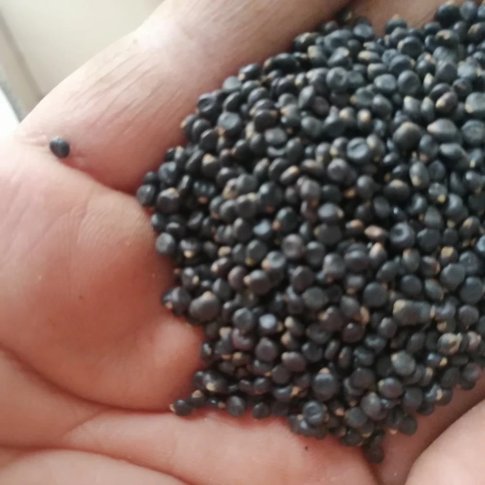 Shui hong hua zi POLYGONI ORIENTALIS семена сушеного натурального сырого фрукта для продажи