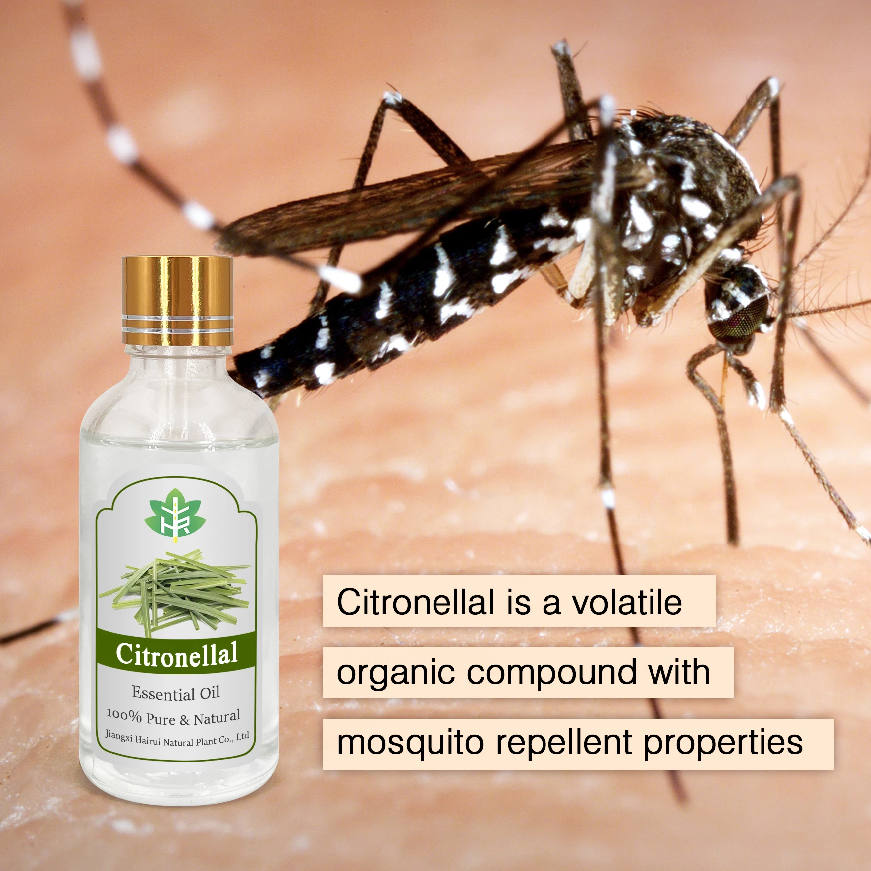 Bulk Price CAS 106-23-0 Citronellal Free Sample Pure Natural Citronellal