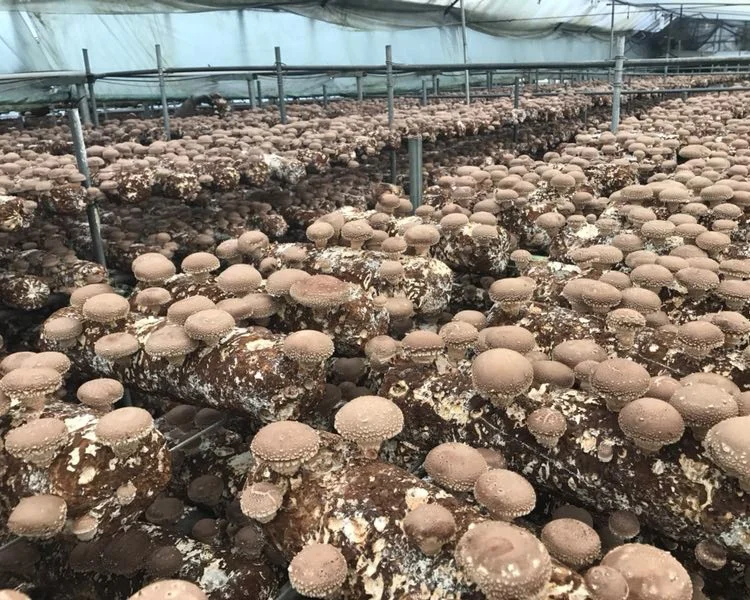 
shiitake mushroom spawn cultivation seed log 