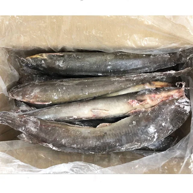 Guangzhoou Black Bullhead Chinese Farm Frozen Live Catfish WholeSale Price For African markets