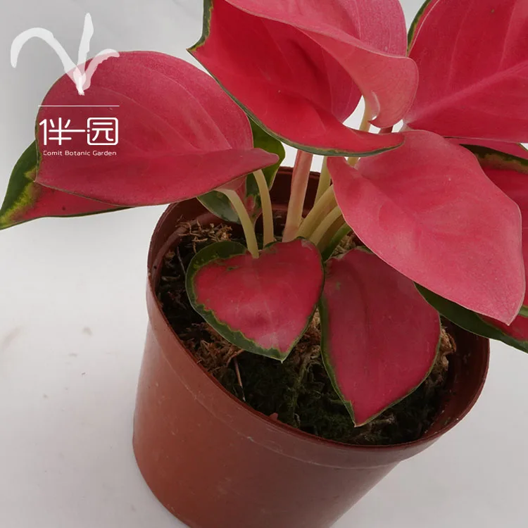  Оптовая поставка бонсай Aglaonema комнатные высококачественные натуральные декоративные растения