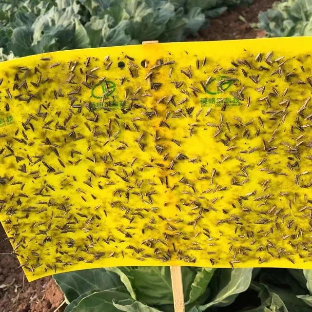 Effective pest glue board insect sticky trap aphids catcher whitefly control leafminer killer