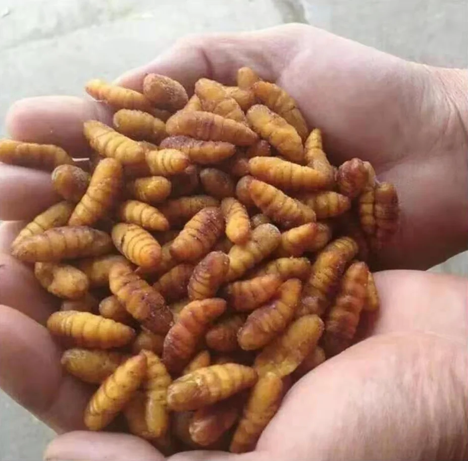Wholesale Animal Feed SANFENG SEAFOOD Frozen Silkworm Pupae Autumn Silkworm For Sale