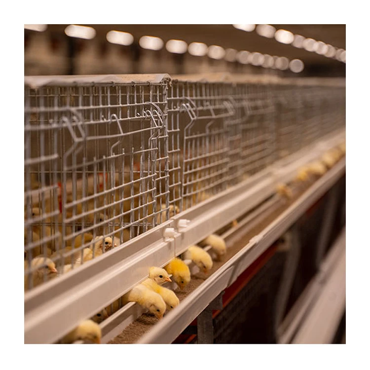 Poultry Farm Multi Tiers Galvanized Welded Wire Baby Chick Pullet Chickens Cage With Automatic Manure Cleaning System