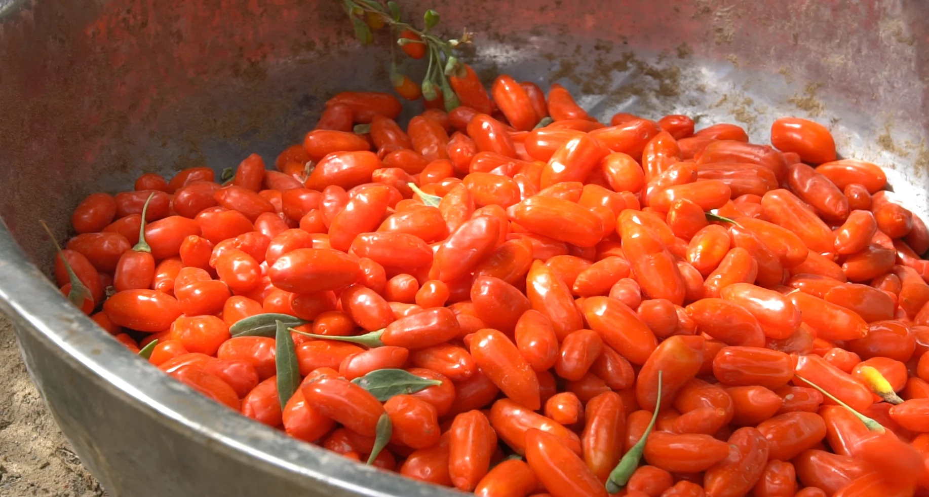 SUMISHAN Brand Red Wolfberry Supplier Goji Berry Trade  Chinese Lycium Barbarum USDA Organic Goji Berry Fruit Product