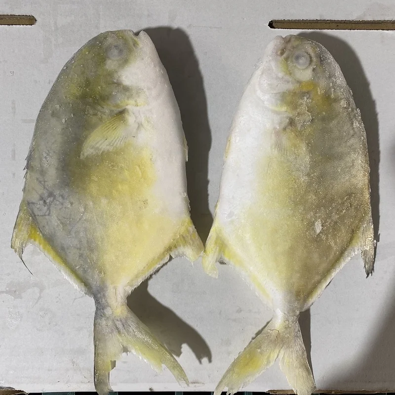 raw golden pomfret pompano export 400 to 600g