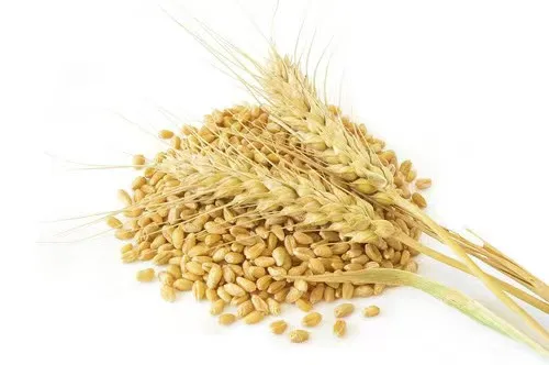 High Quality Wheat With a lot of useful elements  Wheat Grain