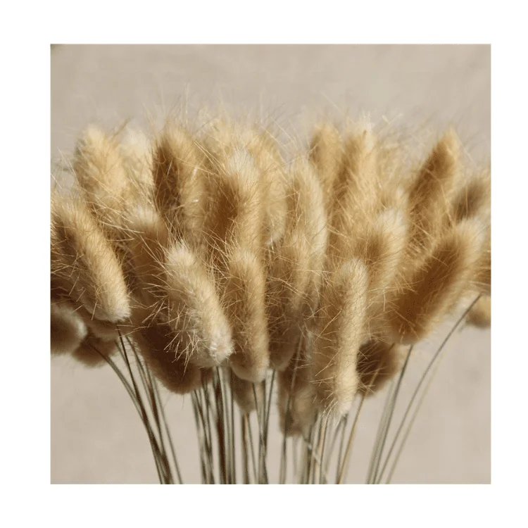 One Bundle of 50 Dried Bunny Tails Flower Stems Lagurus Ovatus Home Decoration Dried Flower Bouquet for Weddings