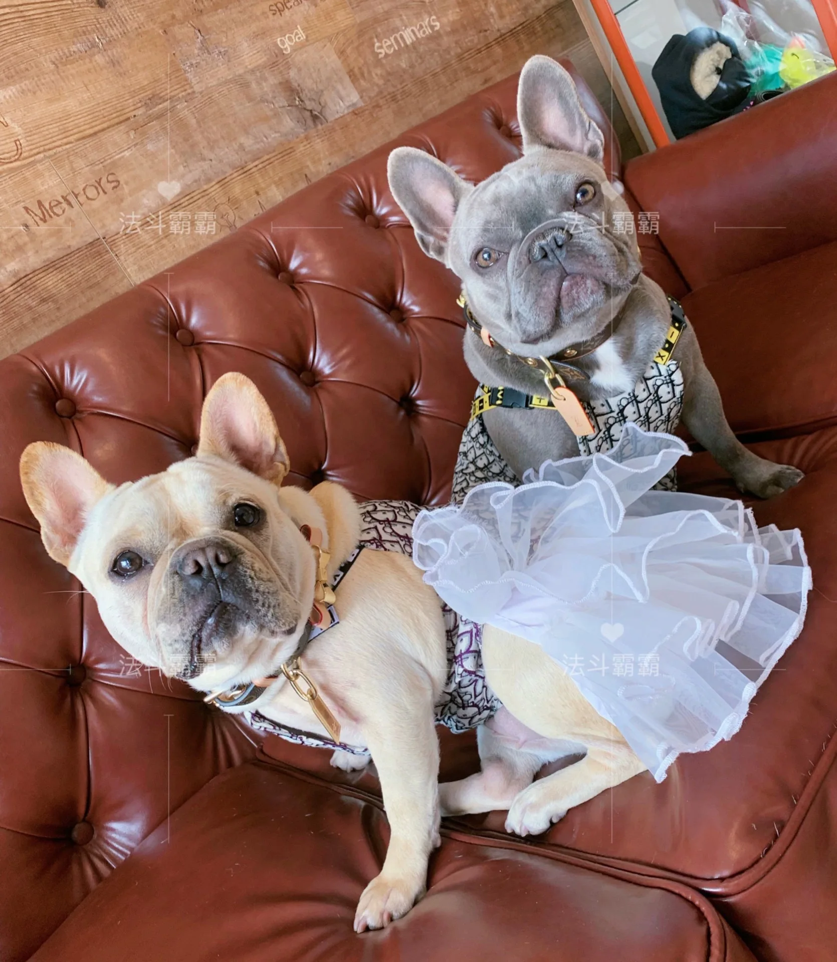 JXANRY Spring and Summer new Teddy Dress French Bulldog Clothes Fat dog Popular Logo Jean Strap Skirt Stretchy Comfortable Pet