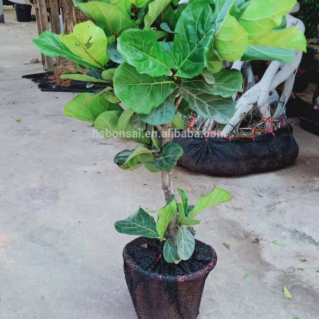 
Professional manufacture cheap foliage plants natural plants ornamental ficus lyrata 