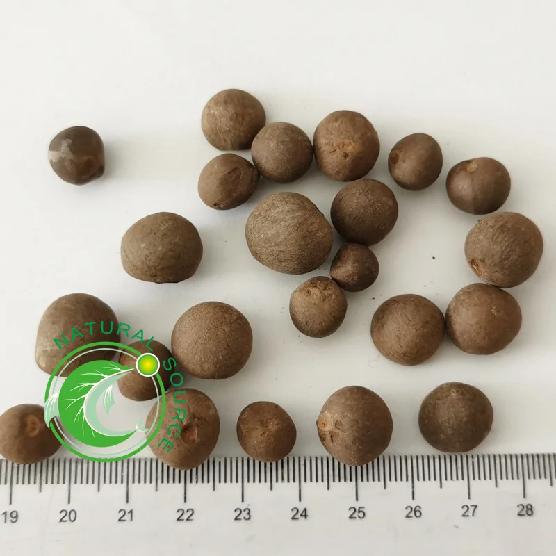 
camellia japonica / camellia flower bulbs seeds 