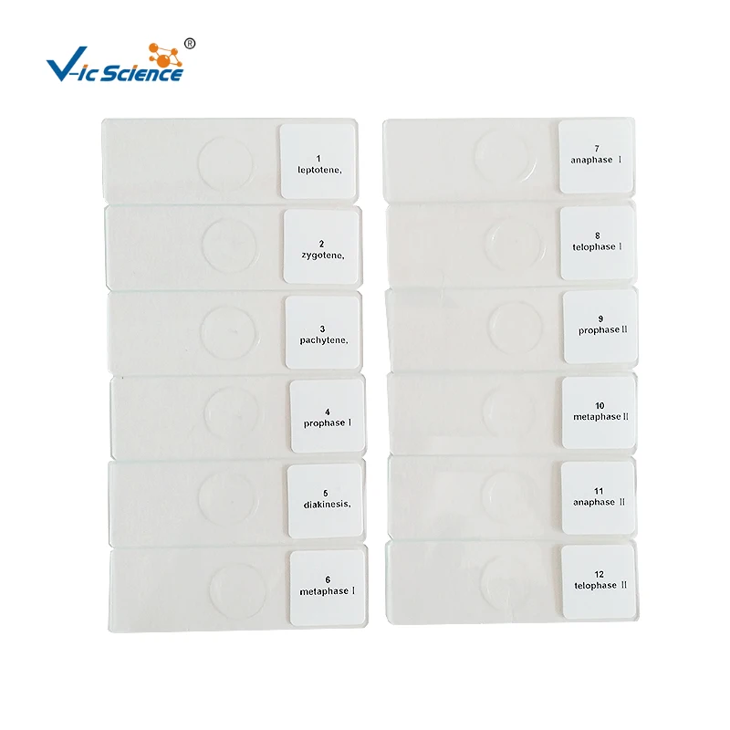 Stained and clear botany plant disease prepared slides microscope slides for medical science